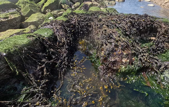 PoR tidepools thumbnail