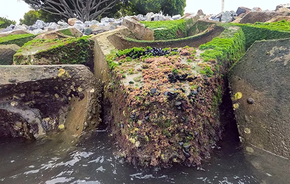 project san diego thumb