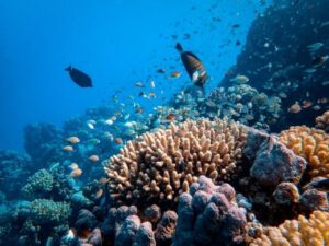 Urban corals: biorhythms are being destroyed