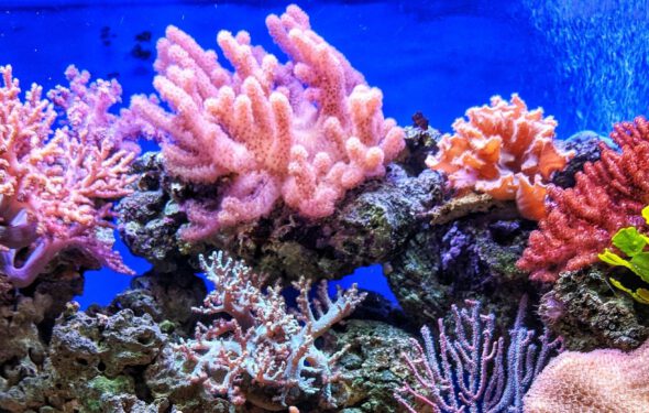 Coral Reef biological rhythms