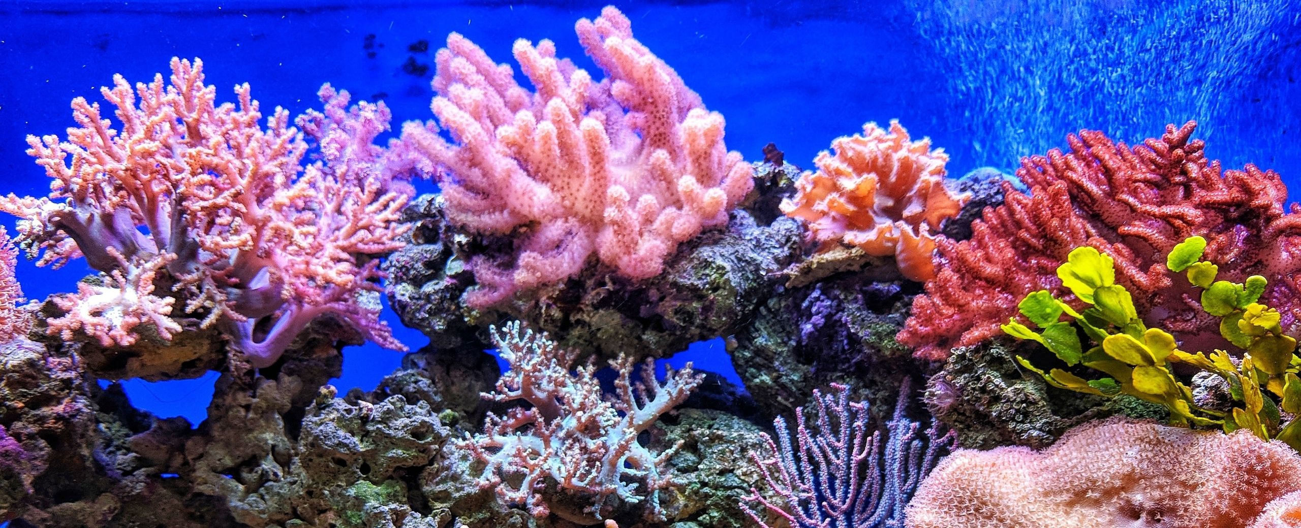 Coral Reef biological rhythms