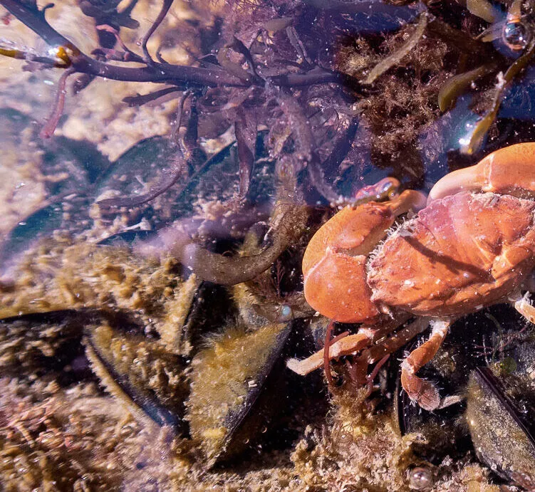 SanDiego Coastalock biology